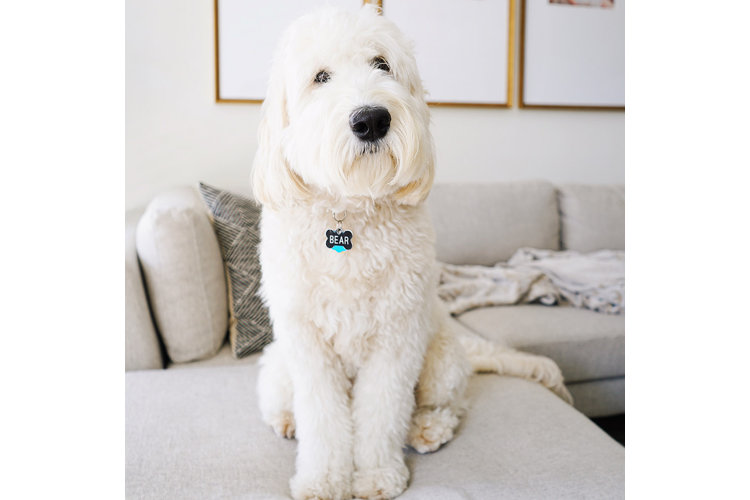 Meet Good Boy Bear Wayfair